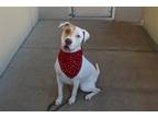 Adopt Tank a Labrador Retriever, Staffordshire Bull Terrier