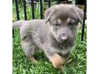 German Shepherd Dog Puppy for sale in Weirsdale, FL, USA