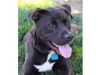 Adopt Onyx a Mixed Breed