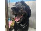 Adopt Titus a Poodle, Golden Retriever