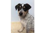 Adopt Fluorite a Australian Cattle Dog / Blue Heeler