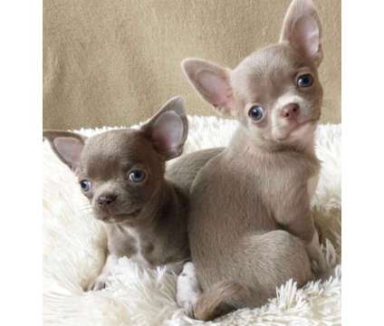 Teacup Chihuahua Puppies is a Everything Else for Sale in Fort Story VA