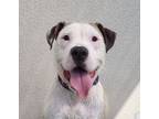 Adopt Jingle a social boy!!!! a Pit Bull Terrier, Terrier