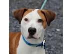Adopt Heart Eyes Emoji a Pit Bull Terrier, Beagle