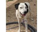 Adopt Snoopy a Border Collie, Mixed Breed