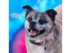 Adopt Pluto - PAWS a Mixed Breed