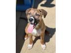 Adopt Andy 23D-0199 a Black Mouth Cur, Boxer