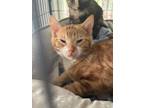 Adopt Cornbread Cowboy a American Shorthair