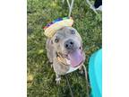Adopt Mister a American Staffordshire Terrier