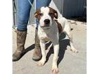 Adopt Tony a Mixed Breed