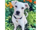 Adopt Watson a Great Pyrenees, Pit Bull Terrier