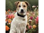 Adopt Holmes a Great Pyrenees, Pit Bull Terrier