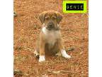 Adopt Genie a German Shepherd Dog, Hound
