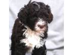 Portuguese Water Dog Puppy for sale in Columbus, OH, USA