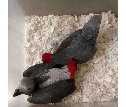 3 Babies African Grey Parrots is a Grey Everything Else for Sale in Fort Story VA