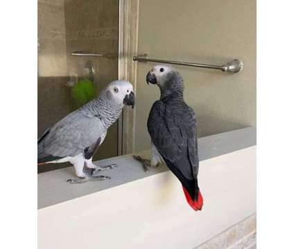 African Grey Parrots is a Grey Everything Else for Sale in Fort Story VA