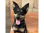 Adopt Chesney a Australian Cattle Dog / Blue Heeler