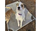 Adopt Milo a Jack Russell Terrier