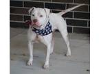 Adopt Kaynin a Pit Bull Terrier