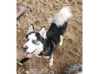 Adopt Buddy a Husky