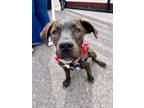 Adopt Fa-la-la a Cattle Dog, Labrador Retriever