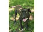 Adopt Casper a Pit Bull Terrier, Labrador Retriever