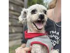 Adopt Snowflake a Poodle