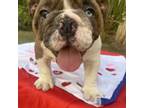 Bulldog Puppy for sale in Port Charlotte, FL, USA