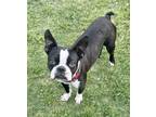 Adopt Ricky Bobby a Boston Terrier