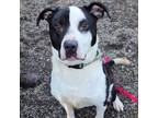 Adopt Ducky a American Staffordshire Terrier