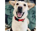 Adopt Tucker a Yellow Labrador Retriever, Husky