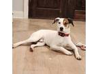 Adopt Trevor a English Pointer, Jack Russell Terrier