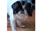 Adopt -Yoshi in Maine (bonded to Lexi) a Japanese Chin
