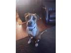 Adopt Chance a Hound, Pit Bull Terrier