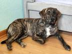 Adopt ROWAN * Sponsored* a Catahoula Leopard Dog