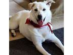Adopt Apollo a German Shepherd Dog, Labrador Retriever