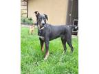 Adopt Bosco a Greater Swiss Mountain Dog, Australian Cattle Dog / Blue Heeler