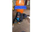 Adopt Bosco a Greater Swiss Mountain Dog, Australian Cattle Dog / Blue Heeler