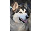 Adopt Amorak a Alaskan Malamute, Siberian Husky