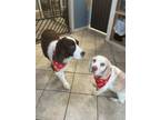 Adopt Willie and LD -*bonded pair* a Brittany Spaniel, Beagle