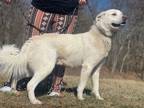Adopt Max a Great Pyrenees, Labrador Retriever