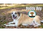 Adopt BUDDY BOY a Great Pyrenees, Mixed Breed