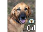 Adopt CAL a Black Mouth Cur, Mixed Breed