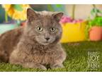 Adopt GREYSON & MERRY a Russian Blue