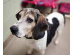 Adopt Dexter a Treeing Walker Coonhound