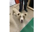 Adopt COCO BUBBLES a Staffordshire Bull Terrier, Mixed Breed