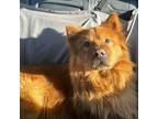 Adopt Simba a Chow Chow