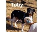 Adopt Toby a Jack Russell Terrier