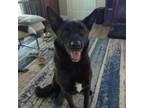 Adopt Miguel a Shepherd, Black Labrador Retriever