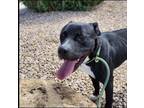 Adopt Tyler a Mixed Breed, Pit Bull Terrier